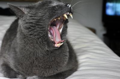 Yawning Cat Number 137